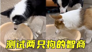 真好，又是斗智斗勇的一天😂 #边牧 #铲屎官的乐趣 #傻狗的日常 #萌宠出道计划