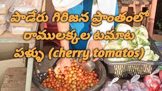 పాడేరు గిరిజన ప్రాంతంలో చెర్రీ టమోటాలు || రాములక్కల టమోటాలు చాలా రుచిగా ఉంటాయి ||