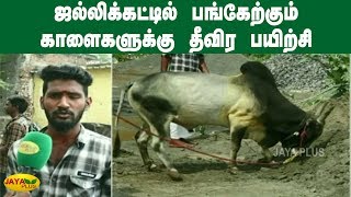 ஜல்லிக்கட்டில் பங்கேற்கும் காளைகளுக்கு தீவிர பயிற்சி | Bulls trained for Jallikattu