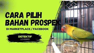 CARA MEMILIH LOVEBIRD BAHAN PROSPEK DI MARKETPLACE / FORUM JUAL BELI FACEBOOK