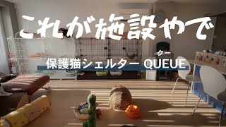 これが保護猫シェルターやで！！保護 猫シェルター　QUEUE「前編」