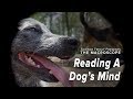 Reading A Dog's Mind