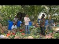 నష్టాలు లేని ప్రకృతి వ్యవసాయం organic farming natural farming for beginners