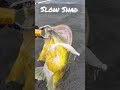 Tucunare monstro pego no Slow Shad/ #eduardomonteiro  #pesca #peixe #tucunare