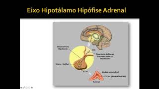 Eixo Hormonal Aula 2 - Eixo Hipotálamo - Hipófise - Adrenal