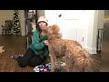 fluent pet button faq modeling words talking dog vlogmas2021 day 16