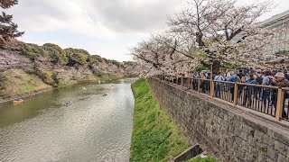 【高画質FHDお花見ライブカメラ】千鳥ヶ淵　お花見　Chidorigafuchi River Cherry Blossom Viewing【live camera】