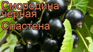 Смородина черная Сластена (ribes nigrum) 🌿 Сластена обзор: как сажать, саженцы смородины Сластена