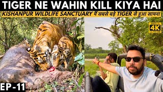 Dudhwa National Park के Kishanpur Wildlife Sanctuary मैं सबसे बड़े Tiger से हुआ सामना -Jungle Safari