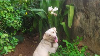 A hot evening with bruny 🐕🌞🌞🥵