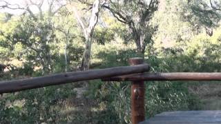 Toptree Walk in Mapungubwe NP - Una passeggiata \