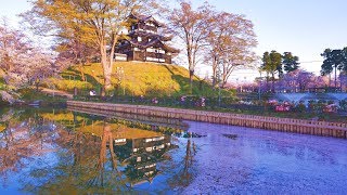 JG☆☆☆ 4K HDR 新潟 人影少なく静かな高田城の桜満開  Niigata,Sakura at Takada Castle (Calm Day)