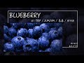 A1 TRIP, JumJum, 鳥森, Ni9en - Blueberry『什麼叫做距離 數字代表不了近或者far』【Lyrics Video】