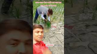 তাইতো বলি ধানের লাইন সোজা হয় কেমনে #short #shortvideo