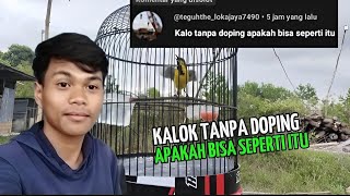 SOGON TANPA DOPING ‼️ APAKAH BISA SEPERTI ITU