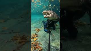 Gator underwater hunting strategies