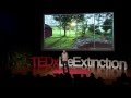 How to Bring Passenger Pigeons All the Way Back: Ben Novak at TEDxDeExtinction