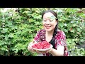 覆盆子（红树莓）自己种有机树莓经验分享^_^picking raspberries and growing you need to know ▏佳宝妈美食 gabaomom cuisine