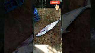 Surmai fish king fish #fishing #sea #fisherman #shorts