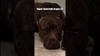 #pitbull Vagner(Balto/Halk) Dragon Life @DragonlifeAgop #shorts