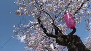 2017春大宮通り桜並木