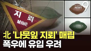 폭우에 北 '나뭇잎 지뢰' 주의보…軍 \