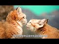 沙猫穿着毛拖的深夜猎手，不喝水也能在沙漠中生存！ 动物世界 沙猫