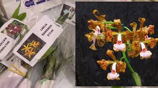 ORCHID HAUL: 2021 Tamiami International Orchid Festival