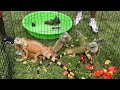 Iguana Hunting Challenge! Catching Orange and Green iguanas!