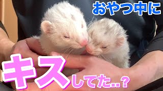 【おやつ中】こっそりキスしてた..？フェレットフクともちおの成長日記