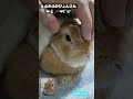 【かわいいうさぎ】うさぎのぴょんた rabbit もふもふうさぎ うさぎ bunny 癒し ペット