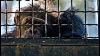 Zoos: the life of animals in captivity | An undercover investigation by Animal Equality