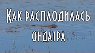 🐾 КАК РАСПЛОДИЛАСЬ ОНДАТРА, расселение ондатры по озерам, съела всё..