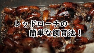 【爬虫類　餌】レッドローチを三年飼育している方法！