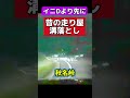 リアル溝落とし❗️イニシャルdより先に昔の走り屋やっていた‼️ ドリフト　イニシャルd ワイルドスピード　アセットコルサ　グランツーリスモ