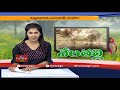 tips to improve soil fertility naturally vijay ram live show hmtv agri