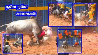 நல்ல நல்ல காளைகள் விளையாடும் காட்சி / kallakkudi jallikattu best video