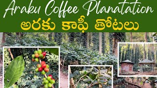 అరకు కాఫీ తోటలు | Aaraku Coffee Plantation | Coffee and Pepper Plants | Coffee Plantation in Araku