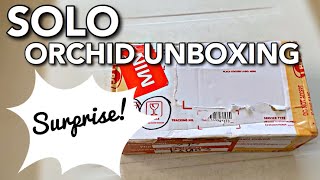 SURPRISING ORCHID UNBOXING | PHILIPPINE SPECIES/NATIVE ORCHID | DENDROBIUM SANDERAE VAR MAJOR