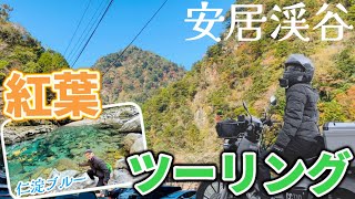 【安居渓谷】クロスカブで紅葉を見に行ったら鮮やかな透明度を誇る仁淀ブルーの美しさに翻弄された！！【仁淀ブルー】【四国ツーリング】