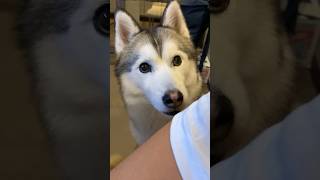 可愛い瞳で訴えてくるシベリアンハスキー犬 #shorts