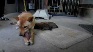 さつま芋を食べる山陰柴犬モコ