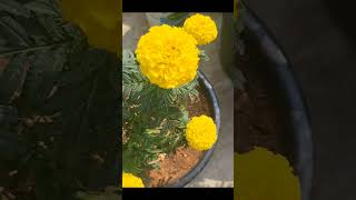 #mana garden lo bantipuvvulu(marigold flowers)🤩🤩🎊#shorts#youtube shorts#nature