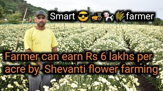 Farmer can earn 6 lakh per acre by shevanti flower farming || floriculture in india | indias farming