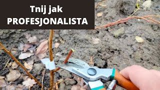 Jak wykonać cięcie korekcyjne borówki? cięcie borówki jak na plantacjach. Duży plon. Ładny przyrost.