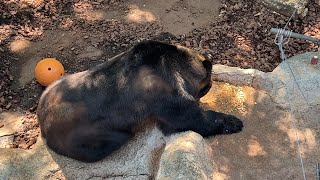 お食事中のエゾヒグマ【2023年5月10日】【上野動物園】エゾヒグマ