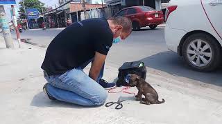 Rescue two poor puppies who were tied up by a man selling lottery tickets to the slaughterhouse