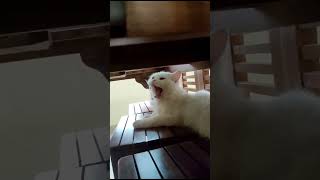 ആ കിടക്കുന്ന കിടത്തം നോക്കിയേ#funyshorts#shortsvideo#animallover#catfundub#pls sub