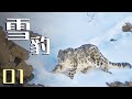 牲畜遭雪豹偷袭 牧民深夜捉雪豹复仇！《雪豹》 第1集 | China Zone - 纪录片