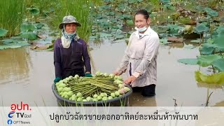 ปลูกบัวฉัตรขายดอกอาทิตย์ละหมื่นห้าพันบาท